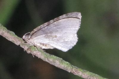 <i>Epirrita</i>