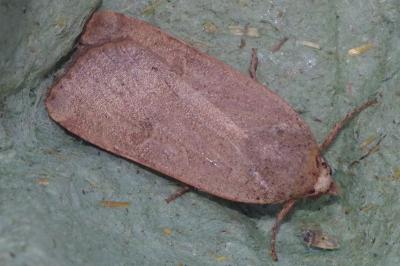 <i>Noctua comes</i>