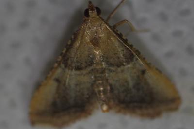 <i>Endotricha flammealis</i>