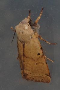 <i>Agrochola lychnidis</i>