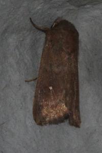 <i>Mythimna albipuncta</i>