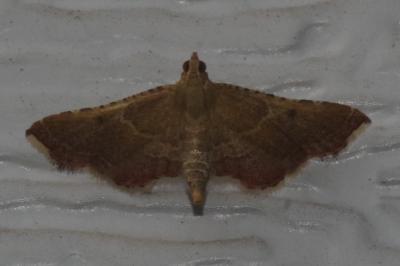<i>Endotricha flammealis</i>