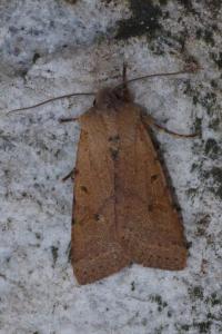 <i>Agrochola lychnidis</i>