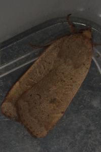 <i>Noctua comes</i>