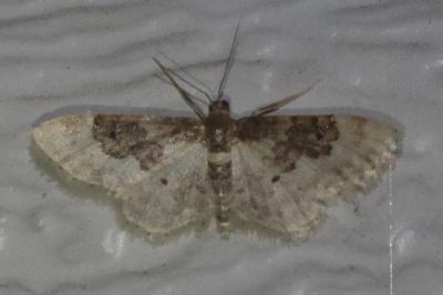 <i>Idaea rusticata</i>