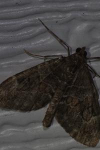 <i>Thera britannica/variata</i>