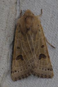 <i>Anchoscelis lunosa</i>