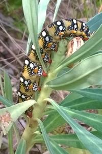 <i>Hyles euphorbiae</i>