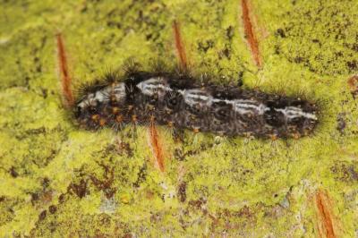 <i>Nola cucullatella</i>