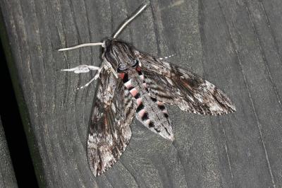 Agrius convolvuli