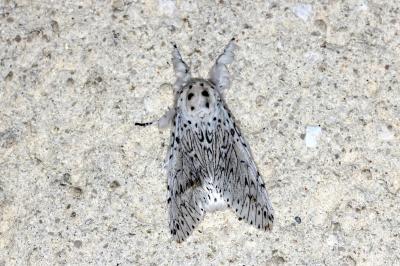 Cerura erminea