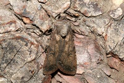 Agrotis segetum