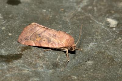 Cosmia affinis