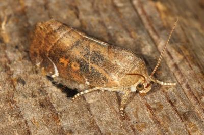 Cosmia affinis