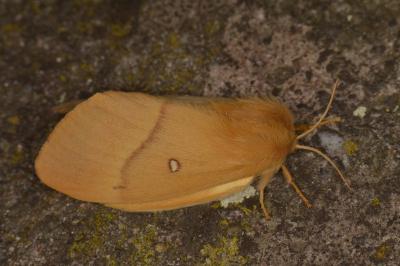 <i>Lasiocampa quercus quercus</i>