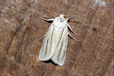 Acronicta albovenosa