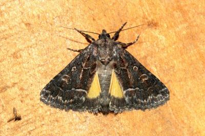 <i>Thalpophila matura</i>