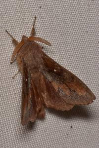 <i>Dendrolimus pini pini</i>