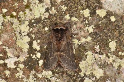 <i>Poecilocampa populi populi</i>