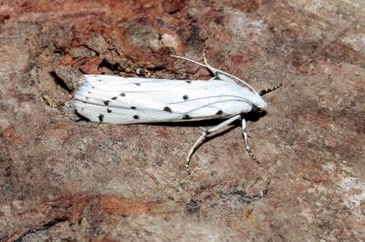 Myelois circumvoluta