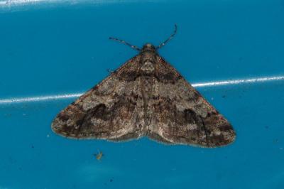 <i>Agriopis leucophaearia</i>