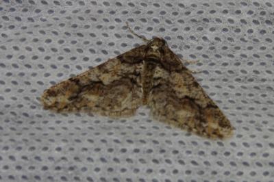 <i>Agriopis leucophaearia</i>