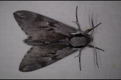 <i>Hyloicus pinastri</i>