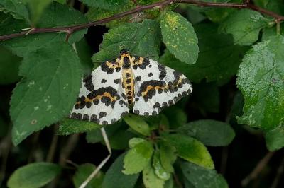 <i>Abraxas grossulariata</i>