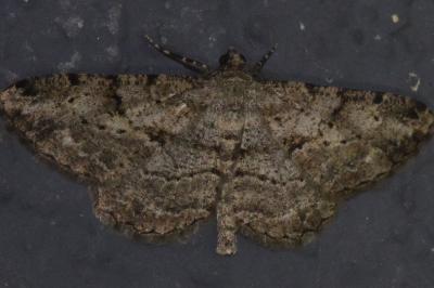 <i>Peribatodes rhomboidaria rhomboidaria</i>