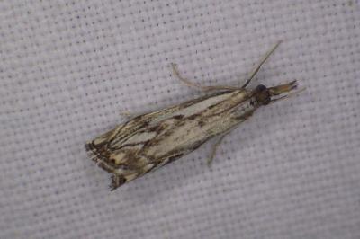 <i>Catoptria falsella</i>