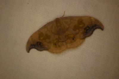 <i>Sabra harpagula</i>