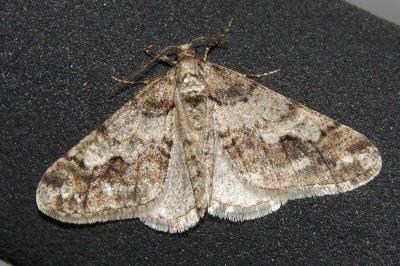<i>Agriopis leucophaearia</i>