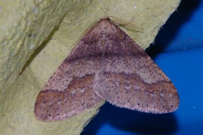 <i>Phigaliohybernia marginaria</i>