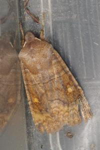 <i>Eupsilia transversa</i>