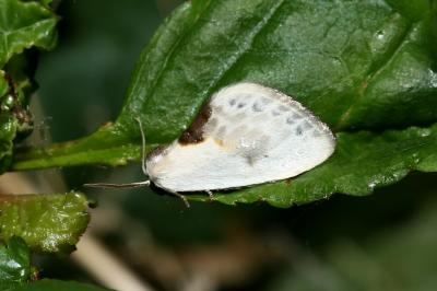 <i>Cilix glaucata</i>