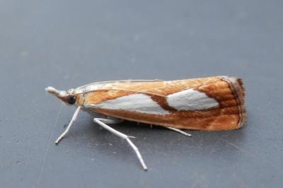 <i>Catoptria pinella</i>