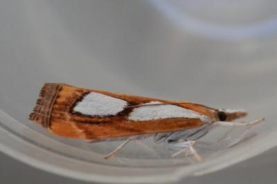 <i>Catoptria pinella</i>