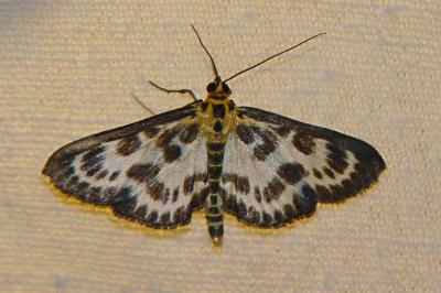 <i>Anania hortulata</i>