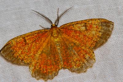 <i>Angerona prunaria</i>