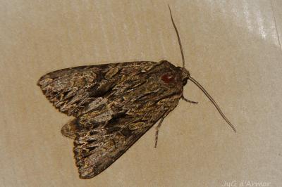 <i>Apamea monoglypha monoglypha</i>