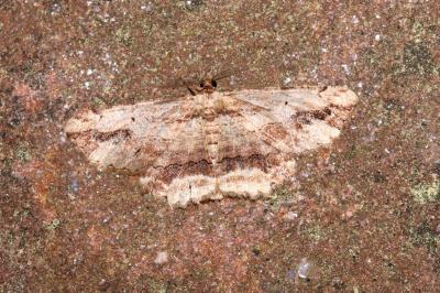 <i>Menophra abruptaria</i>