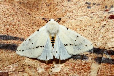 <i>Spilarctia lutea</i>