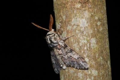 <i>Biston strataria</i>