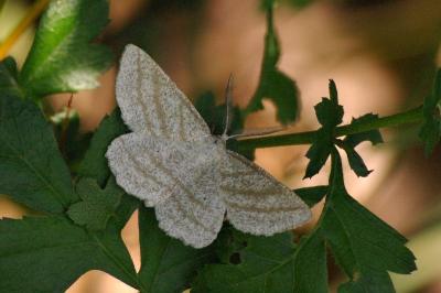 <i>Perconia strigillaria</i>