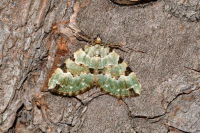 <i>Colostygia pectinataria</i>