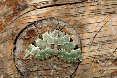 <i>Colostygia pectinataria</i>
