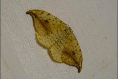 <i>Drepana falcataria</i>