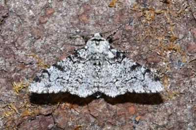 <i>Biston betularia</i>