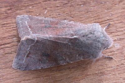 <i>Orthosia incerta</i>