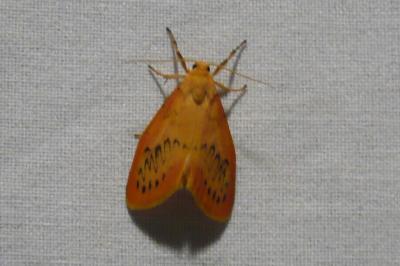 <i>Miltochrista miniata</i>